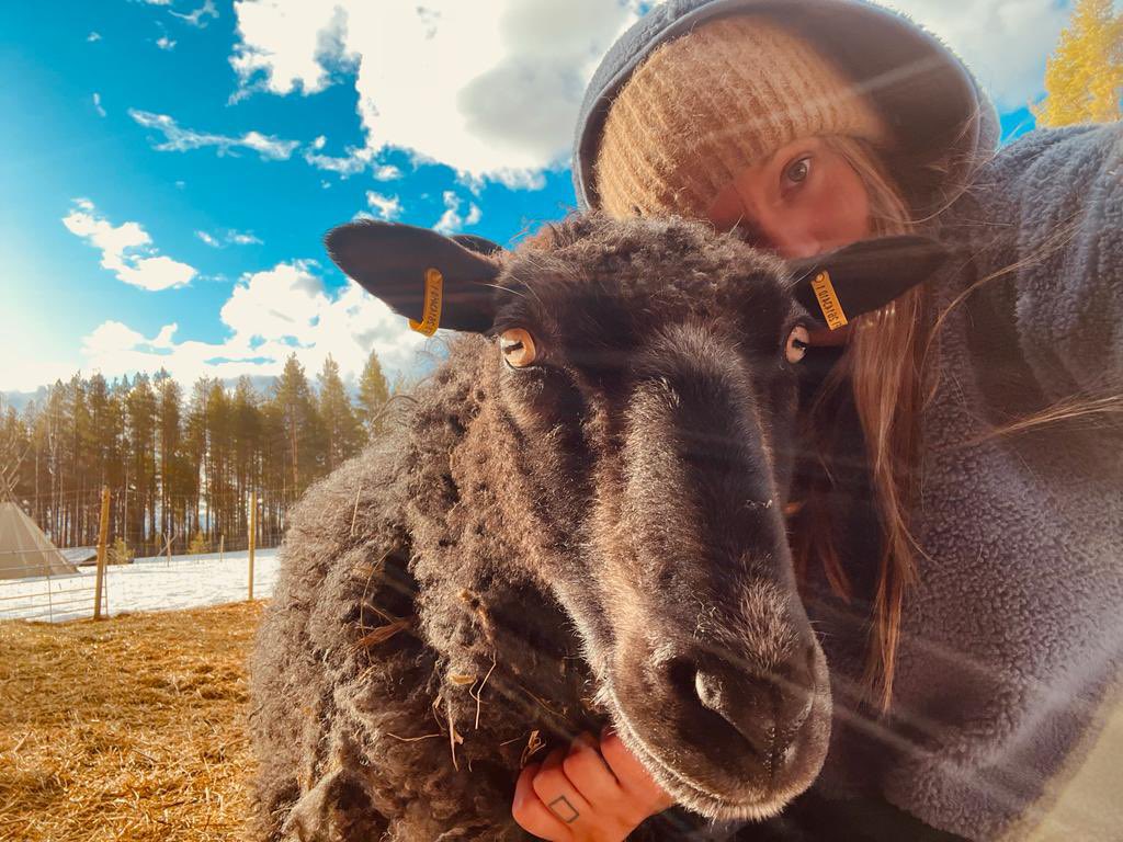 Our Sheep live Stream youtube.com/live/H4NDztM-I… 

lähteestä <a href="/YouTube/">YouTube</a>  #laplanddeluxe #lammaslive