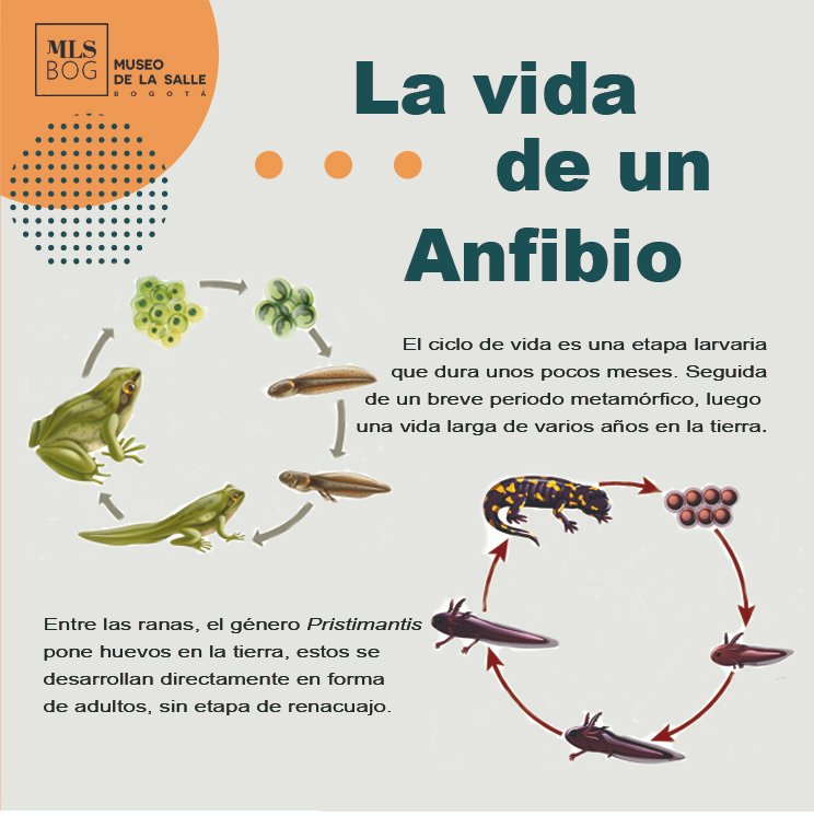 museolasalle's tweet photo. Muchas especies de cecilias dan a luz crías vivas, generalmente con metamorfosis completa al nacer. Los jóvenes tienen mandíbulas y dientes bien desarrollados que utilizan para raspar las secreciones, llamadas "leche uterina".

#anfibios #museos  #mlscompartecontigo https://t.co/Mjrh7nZlCb