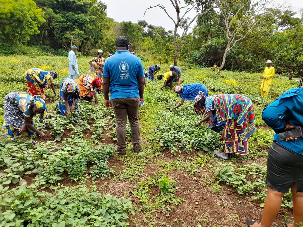 WFP_Cameroon's tweet photo. #Cameroon🇨🇲

Displaced communities &amp; #Refugees from the Central African Republic🇨🇫settled in #Meidougou are building back their livelihoods &amp; improving nutrition outcomes through market gardening activities thanks to #CashTransfers from @WFP

#Zerohunger
#changinglives https://t.co/oJKTnjeVwf