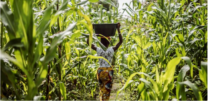 Eng_Agronoms's tweet photo. 👉 Vols fer un #voluntariat en línia, amb possibilitat de viatjar a Senegal❓
🧑💻 Funcions: assessoria tècnica, planificació i execució, projectes agroforestals
🎯 Objectiu: millorar #seguretatalimentària i condicions de vida, població #Dindefelo
+ℹ️ : https://t.co/7zLSNaTVxd https://t.co/BsdTGxNMVy