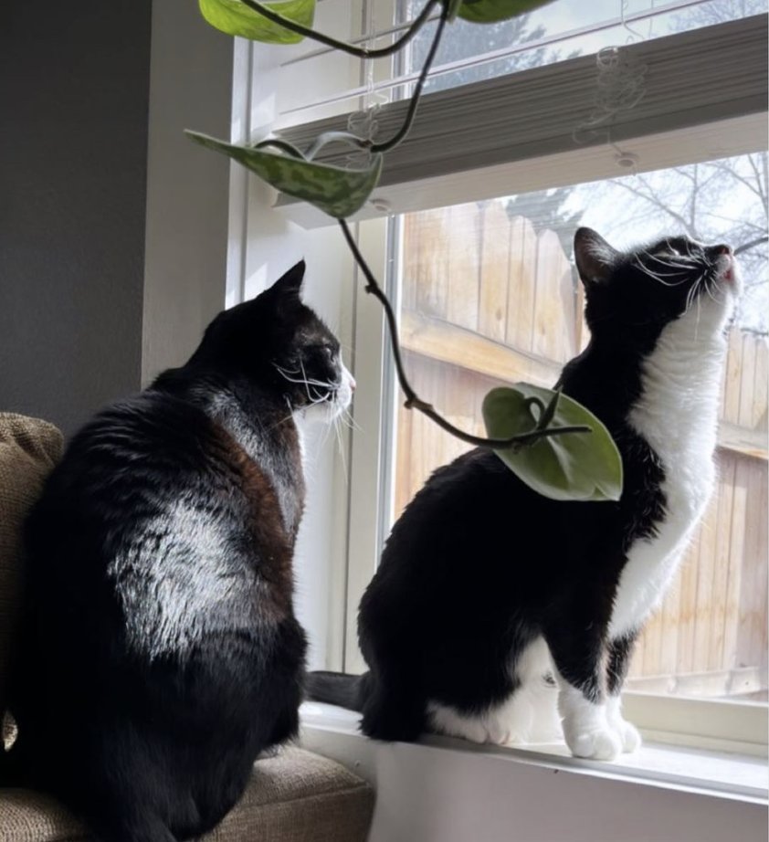 Collabera tweet media