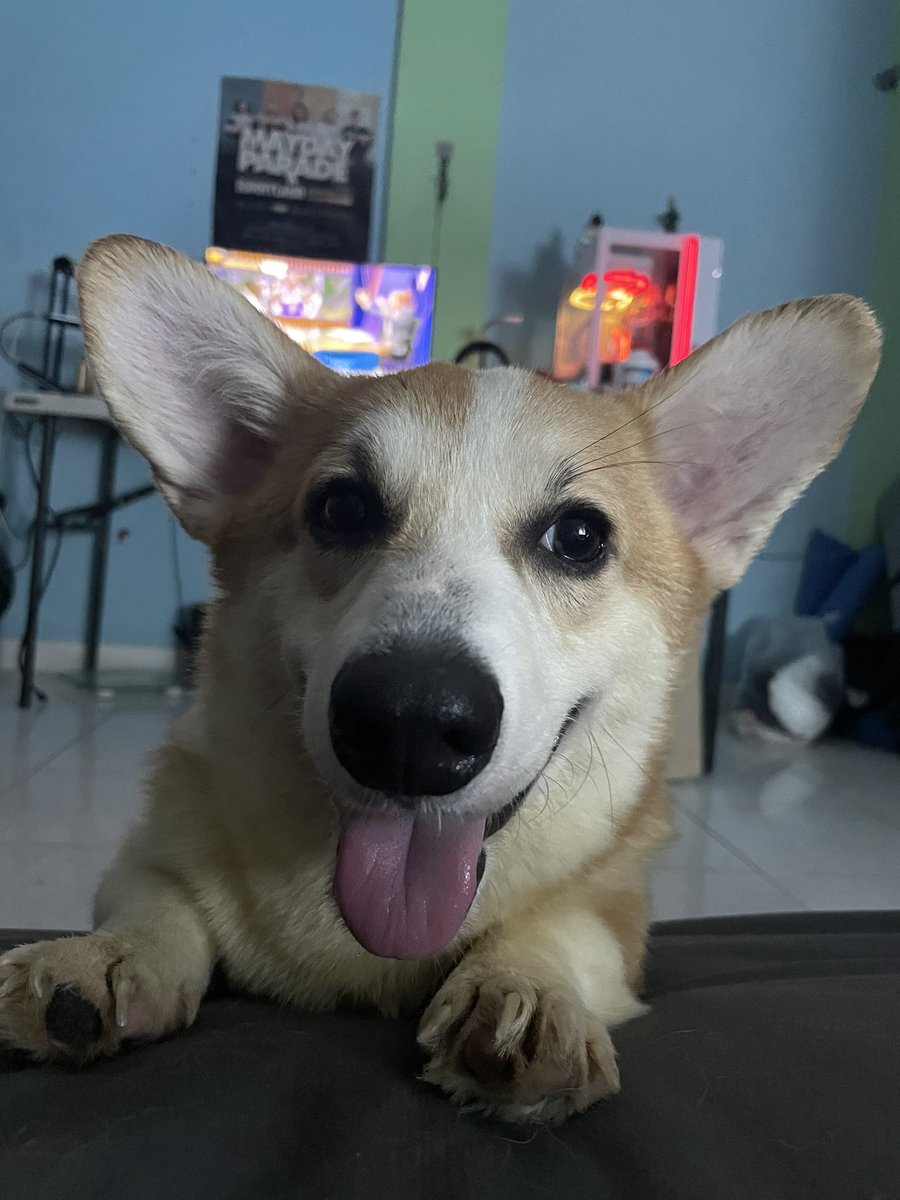 andreicruspero_'s tweet photo. @demenishki Heres Dante wanting some cuddle time https://t.co/I8ygP4wIbg