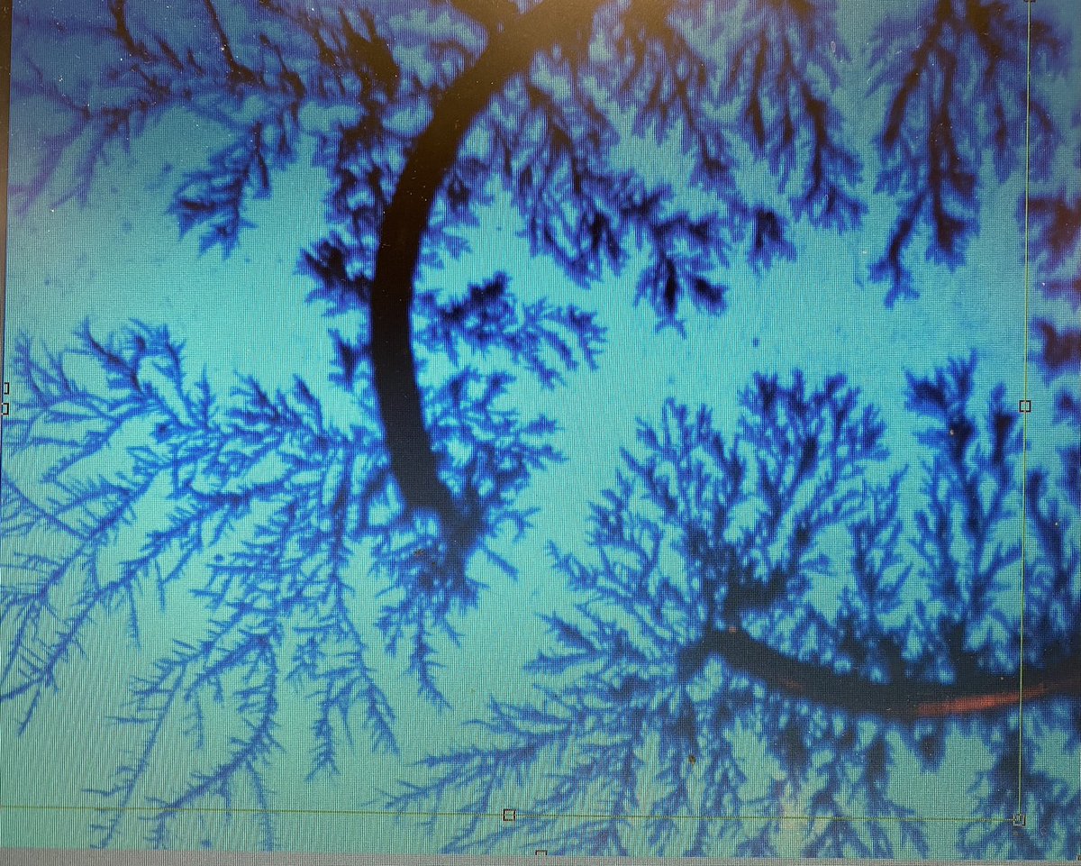 tnuhme's tweet photo. Dendritic growth of silver from liquid silver nitrate demonstrations today in #mse @KMHS_magnet  This pattern repeats across MANY areas of nature due to a common driving force - competition for resources. https://t.co/RgJSiYpnih