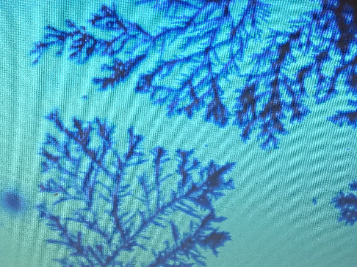 tnuhme's tweet photo. Dendritic growth of silver from liquid silver nitrate demonstrations today in #mse @KMHS_magnet  This pattern repeats across MANY areas of nature due to a common driving force - competition for resources. https://t.co/RgJSiYpnih
