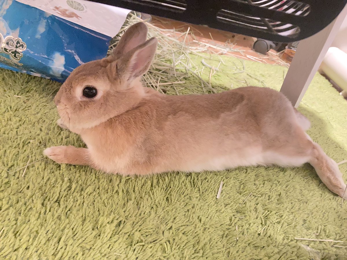 ⊂(　  っ*´ω`*)っﾉﾋﾞｨｰ