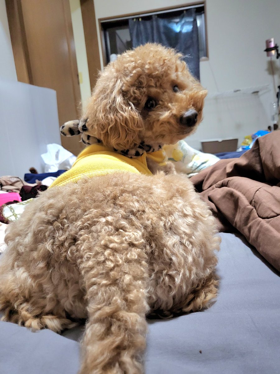 ayumicky0604's tweet photo. お尻撮ろうとしたら気づかれた🐻 https://t.co/3sJX02BbdG