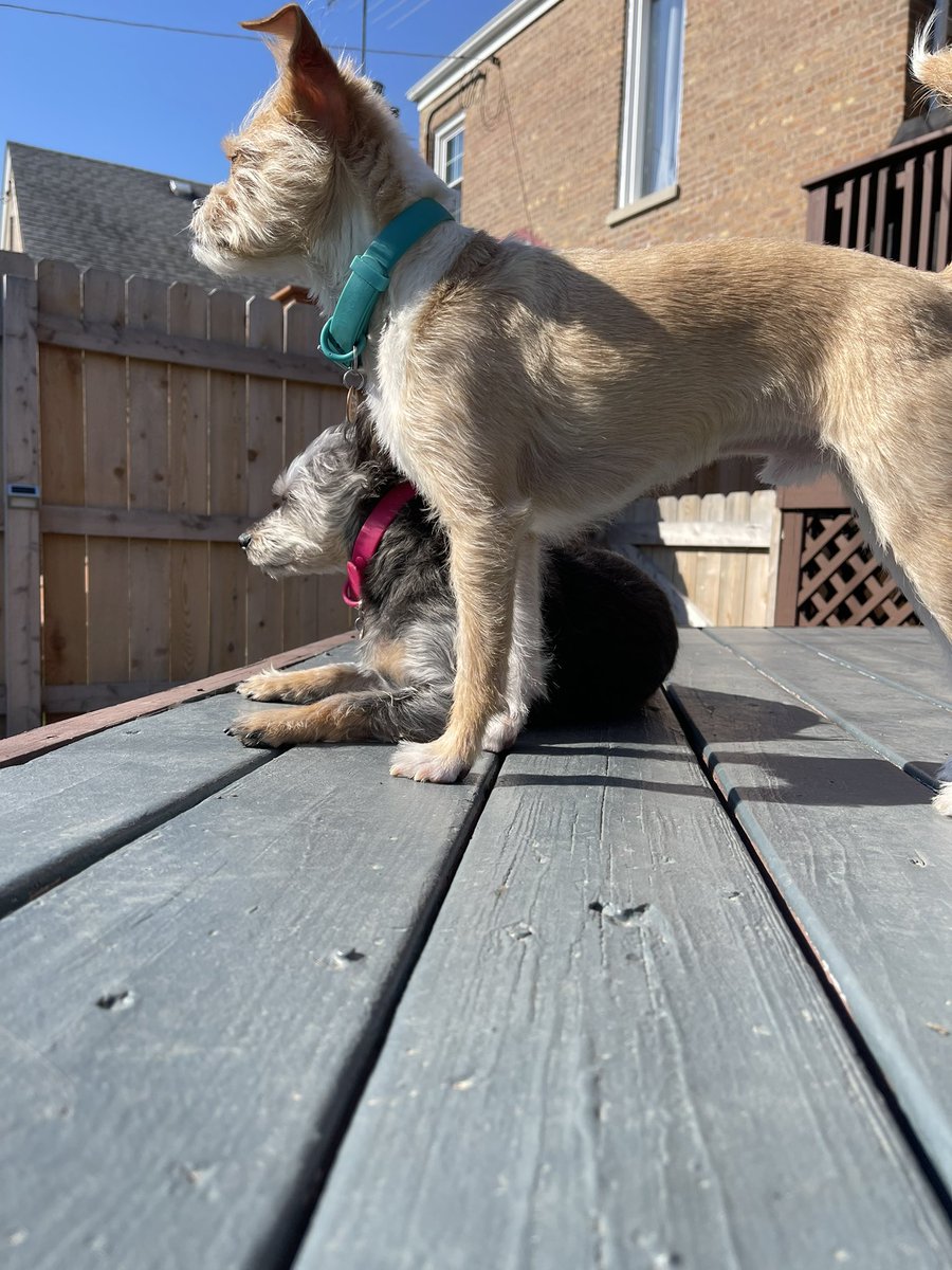 These two are very much enjoying the warm weather today