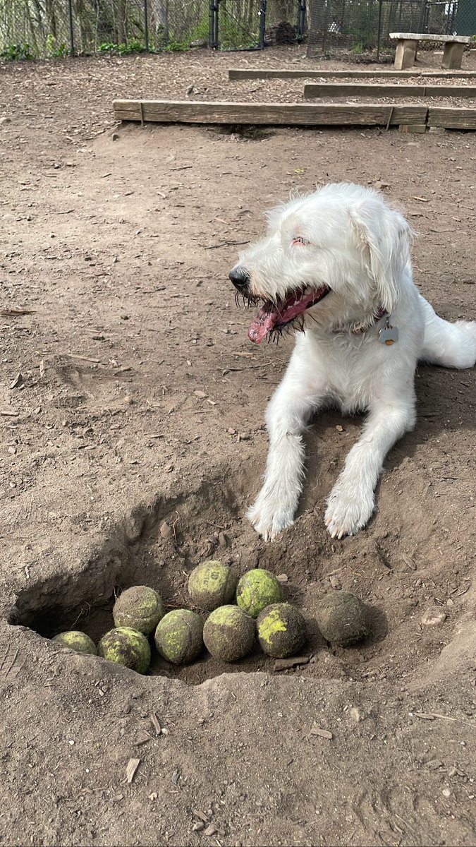 She took every ball she could find and put them in this hole- 10/10 on organizational skills #dogsofnyc #dogsoftwitter