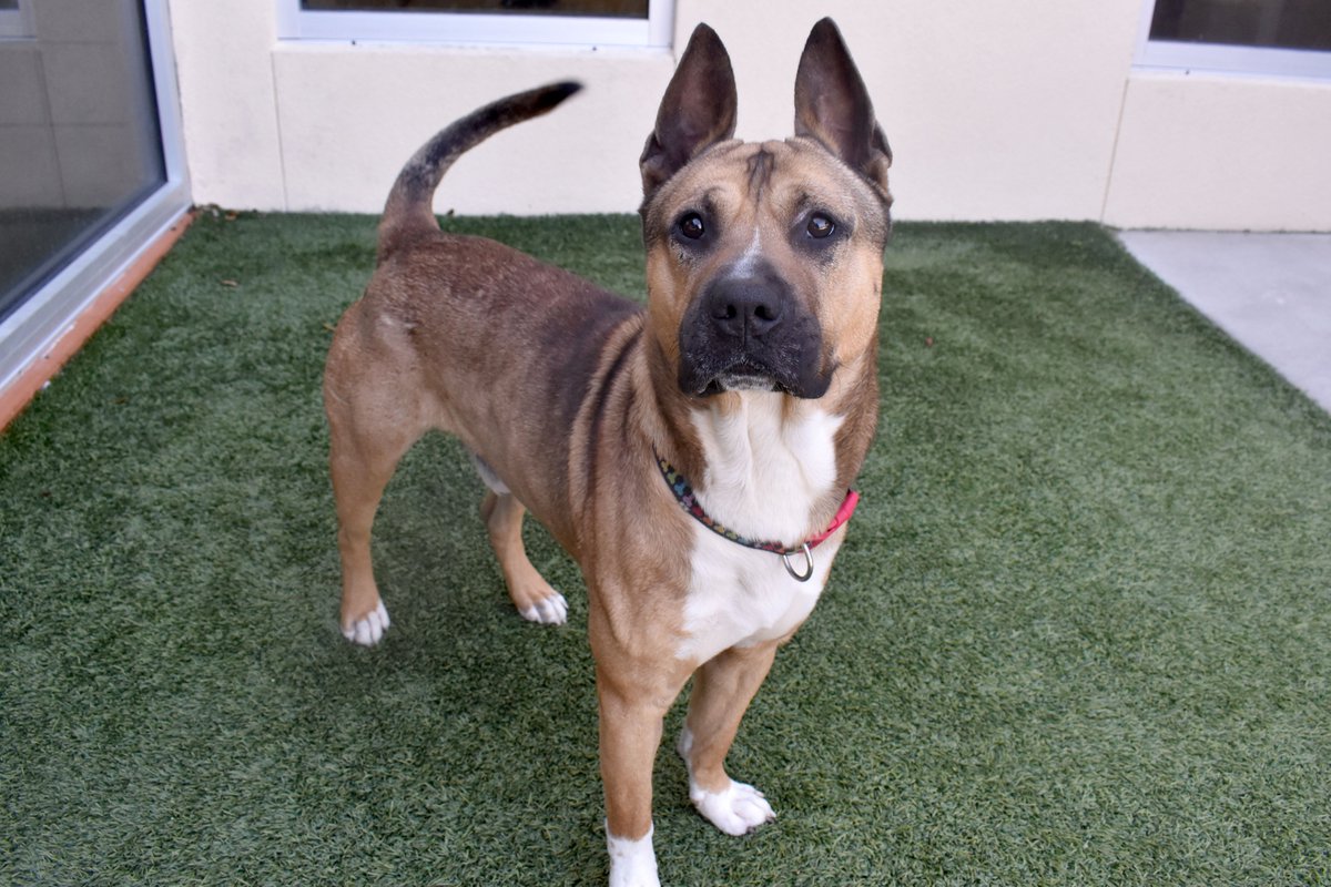 HeatherSilvio's tweet image. 3yo Romeo (ID A005768) is friendly &amp;amp; sweet once he warms up. He's playful &amp;amp; likes to run. Romeo has not yet made any doggy friends at the shelter. Contact @AnimalsPCAS to meet him— and if you have other pups at home, bring them along!

#AdoptDontShop #pascofl #adoptme