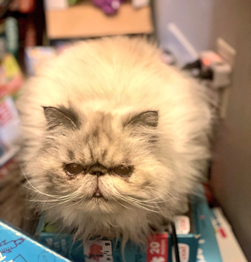 IIlison's tweet photo. I just love her sm. https://t.co/mmu42Ytj8r