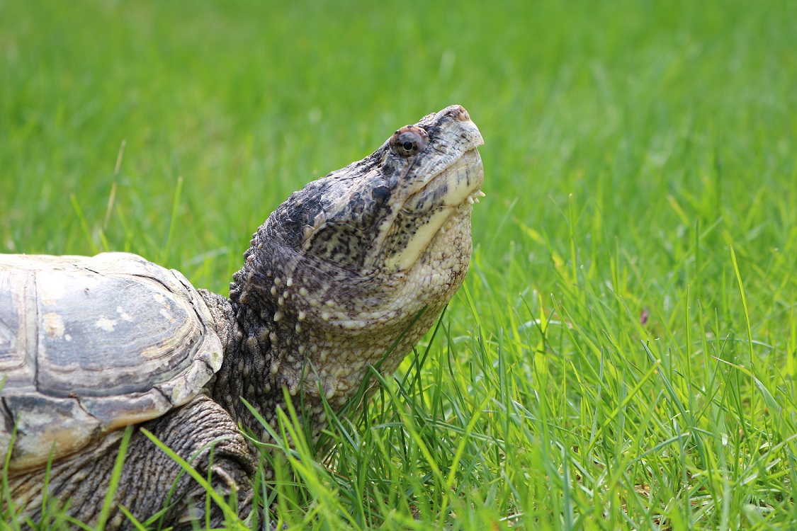 OntarioParks's tweet photo. Happy #NationalWildlifeWeek! 🐻🐍🦊🦝

We know our park-lovers adore Ontario’s iconic wildlife as much as we do, so we want to know...

What’s your FAVOURITE wildlife species? https://t.co/OyHzORJ2fV
