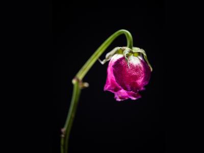 Elizabeth Lynch tweet media