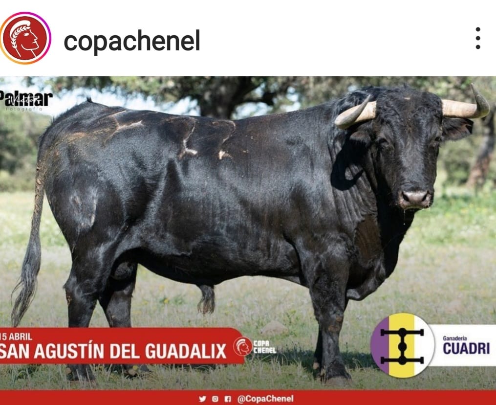 InfinitauroS's tweet photo. 📷 | EN IMÁGENES | Estos son los toros de Cuadri reseñados para la semifinal del próximo sábado en San Agustín de Guadalix. 

¿Por cuál de ellos apuestas para este sábado? 

👉 Borja Jiménez, Juan de Castilla y Rafael Serna en el cartel 

👉 Entradas con precios muy populares https://t.co/EGje4svbAC