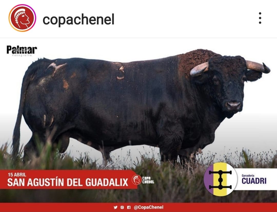 InfinitauroS's tweet photo. 📷 | EN IMÁGENES | Estos son los toros de Cuadri reseñados para la semifinal del próximo sábado en San Agustín de Guadalix. 

¿Por cuál de ellos apuestas para este sábado? 

👉 Borja Jiménez, Juan de Castilla y Rafael Serna en el cartel 

👉 Entradas con precios muy populares https://t.co/EGje4svbAC