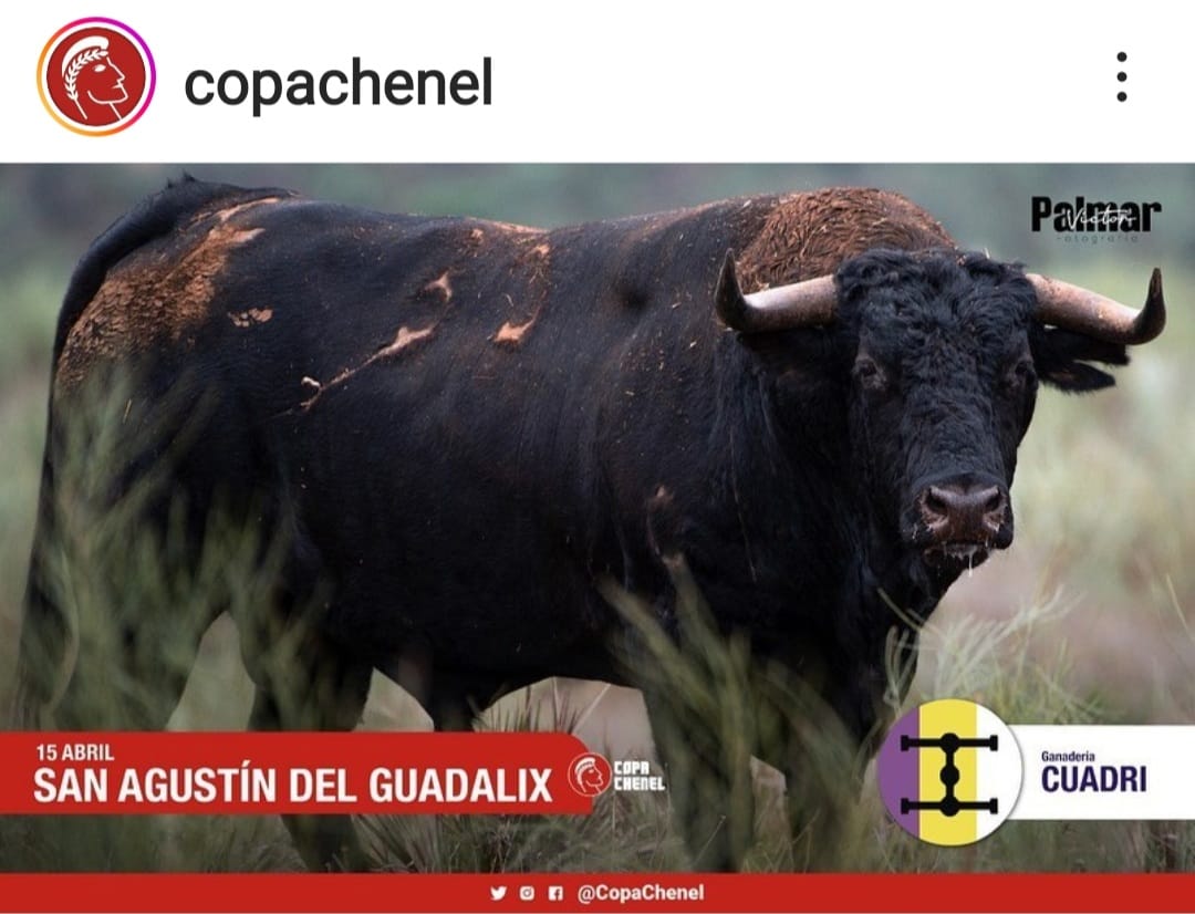 📷 | EN IMÁGENES | Estos son los toros de Cuadri reseñados para la semifinal del próximo sábado en San Agustín de Guadalix. 

¿Por cuál de ellos apuestas para este sábado? 

👉 Borja Jiménez, Juan de Castilla y Rafael Serna en el cartel 

👉 Entradas con precios muy populares