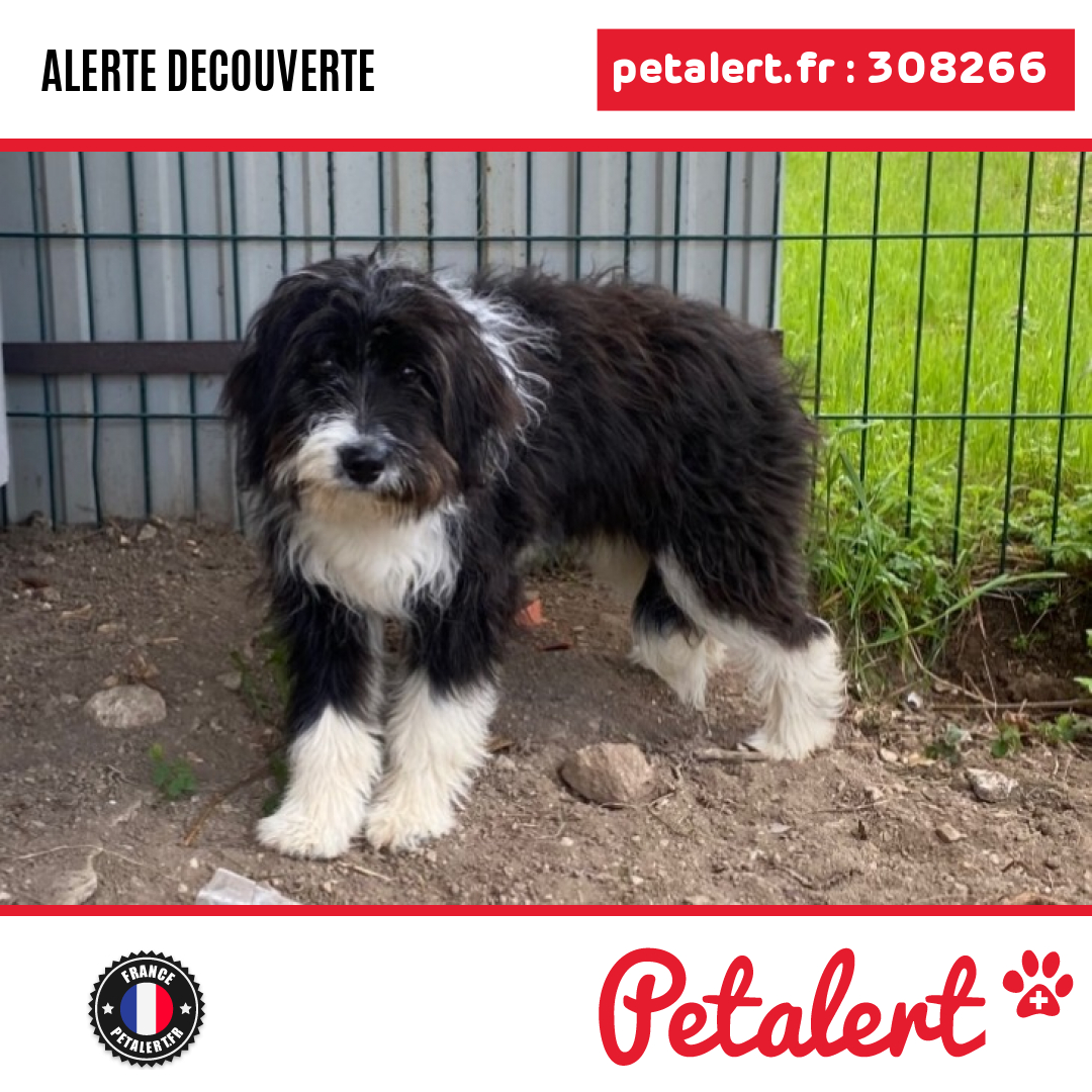 petalert_france's tweet photo. Trouvé #Chien #Charente #Rouillac #Petalert #PetAlert16 / https://t.co/4VC8SOt1bZ https://t.co/ZVlaDp07Xq