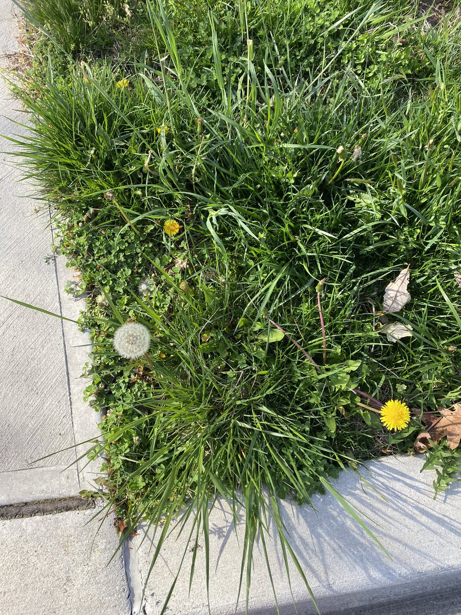 ElanaMintz202's tweet image. Hyperlocal lesson plan on lifecycles + ecosystem: dandelions! Observe leaves, flower (yellow) &amp;amp; seed head (white/fluffy) in one place. Dandelions=food for 🐝🐝, other #pollinators. Reducing lawn-mowing supports our food supply. #NearbyNature #ThisIsOutdoorLearning @UrbanAdvSquad