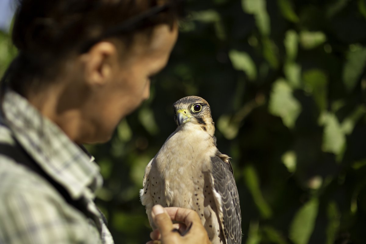 #Birdsofprey are a key component of our #sustainable #vineyard management practices with @SIPcertified. They scare away other #birds who enjoy snacking on our grapes. We won’t see falcons like this one back amongst the vines until closer to #harvest. bit.ly/3a6gW2O