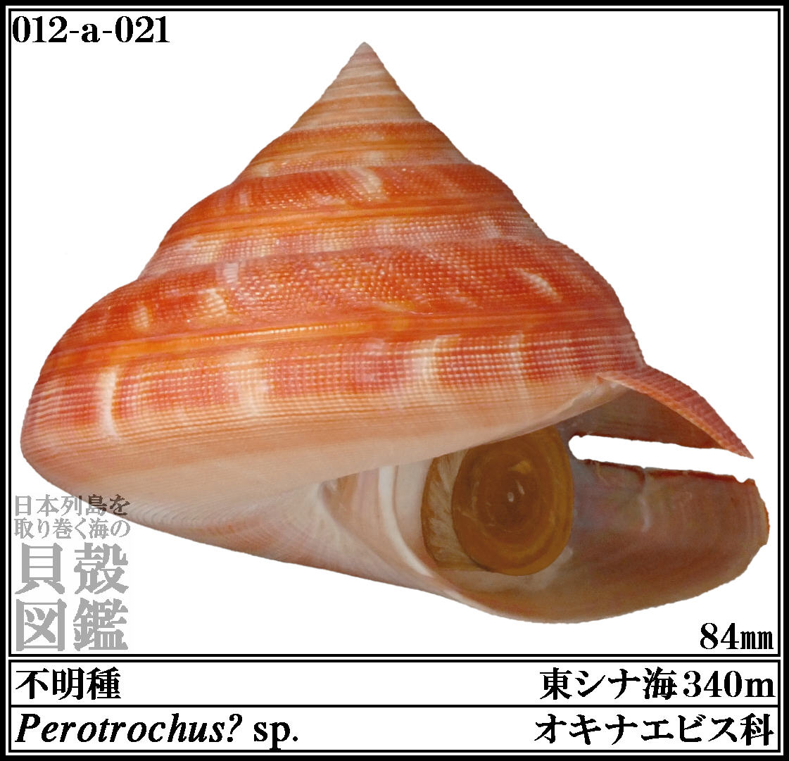 オキナエビス貝？ リュウグウオキナエビス | 貝の図鑑