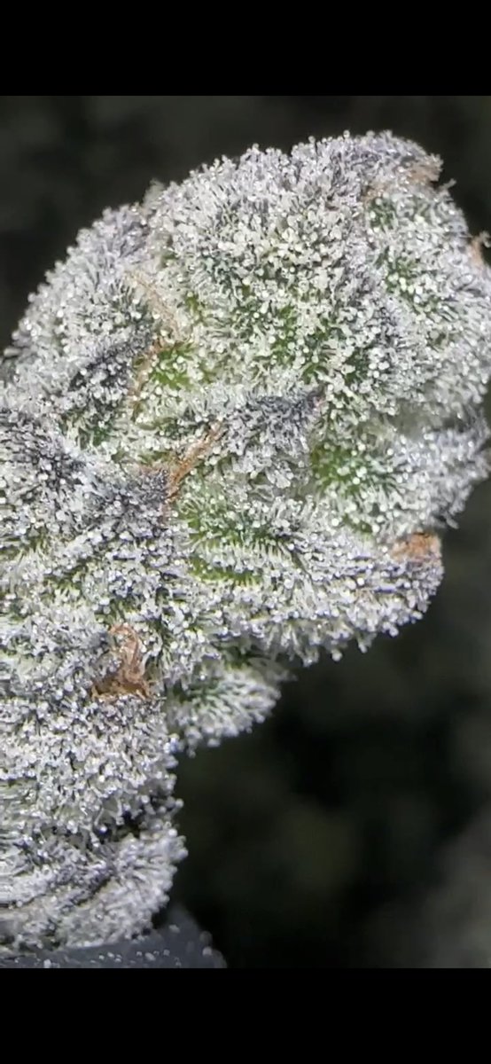 Grape Gas by <a href="/will_ardz/">zack</a> farms - Indoor living soil organic 🎯🍇💜