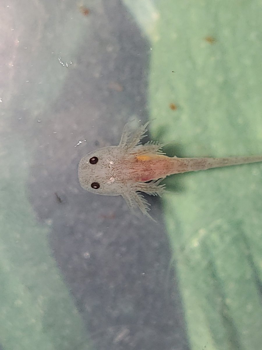Axolotls et Cie tweet media