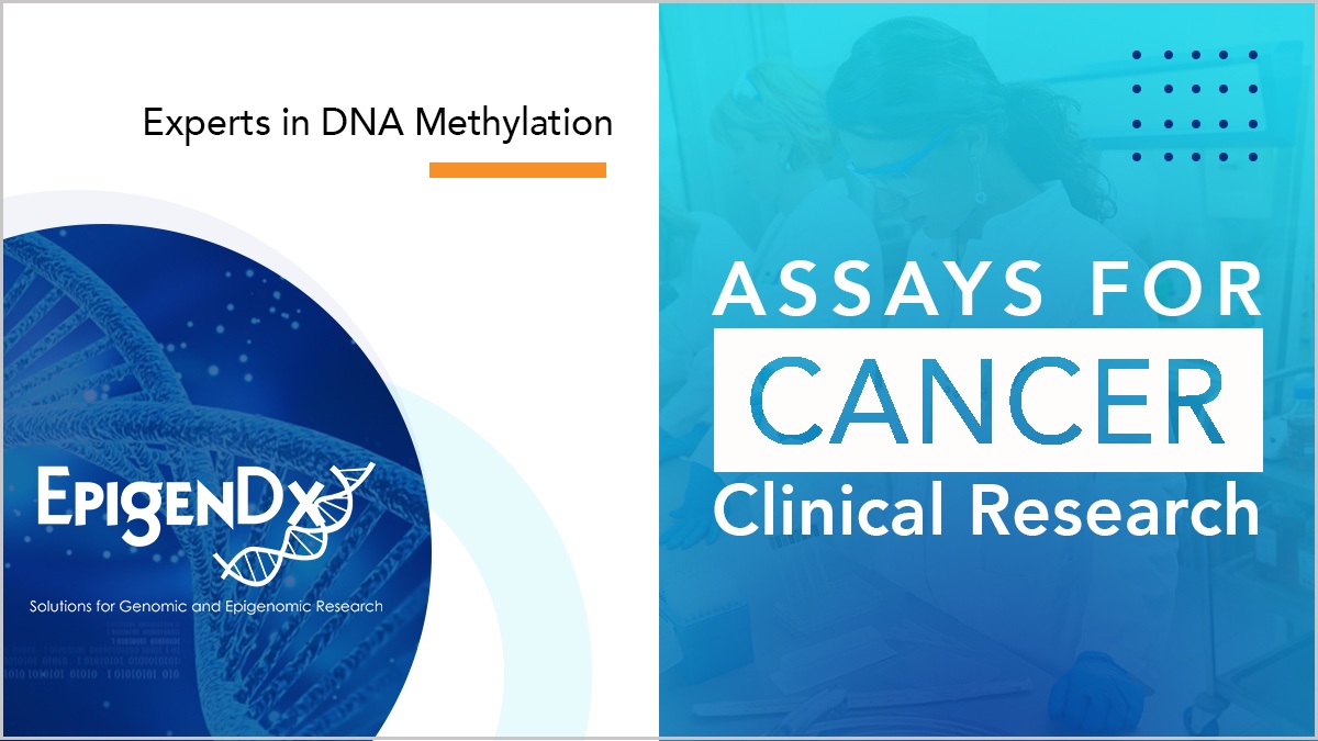 EpigenDx's tweet photo. Since 2006, #EpigenDx has been assisting scientists in cancer clinical research.

Most popular assays:
🔹 MGMT for GBS prognosis
🔸 NARPT for solid tumor
🔹 MLH1 &amp; CIMP for colon cancer
🔸 Breast Cancer Methylation Panel - e.g. BRCA1

🚀 Learn more: https://t.co/WUgriMiw4Q https://t.co/MZySN0xtmX