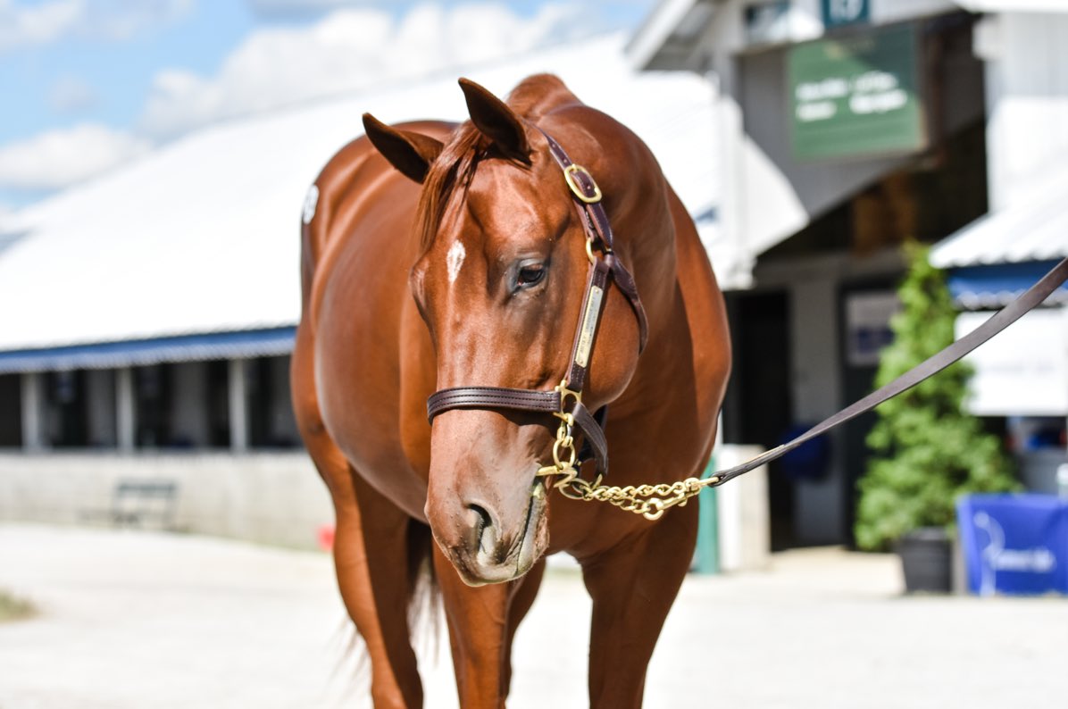 SarahHorsegirl's tweet photo. Justify - Sarrocchi colt has officially been named Legitify #Justifycolt #Legitify #MyRacehorse https://t.co/eqmaI9EYIc