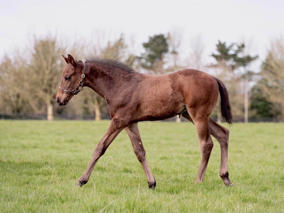 newsellspark's tweet image. WITHOUT PAROLE’s 2nd crop foals continue to catch the eye! 😍

Pictured below is a colt out of G2 placed, stakes winner IMPRESSIONIST ✨

📸 Coolmore Stud

#WithoutParole #TheFrankelFactor #LifeintheFASTlane