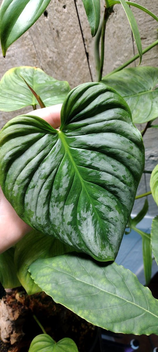 PlantDaddy91's tweet photo. #Philodendron #majestic #AF  
I wish pictures could capture the #metallic #shimmer that's coming off the leaf. #luxurious

#silver #growlight  #ledindoor #aroid #greenhouse #tropical #plant #plantdaddy #junglegod #hashtag https://t.co/2INvDiSNjo