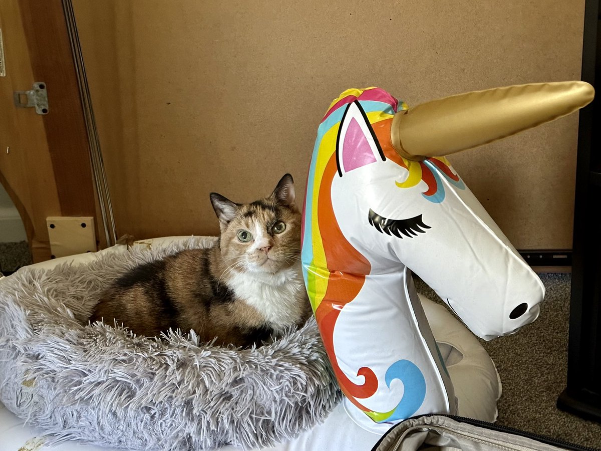 TinkerHell1020's tweet photo. Here’s some Tiza content for you today…
Tiza looking all #majestic on her #unicorn 🦄
#DrinkWithTink #WordsAreHard #Tizabug #GooberCat #Furbaby #Shenanigans #Cat https://t.co/E8RotaGvNz