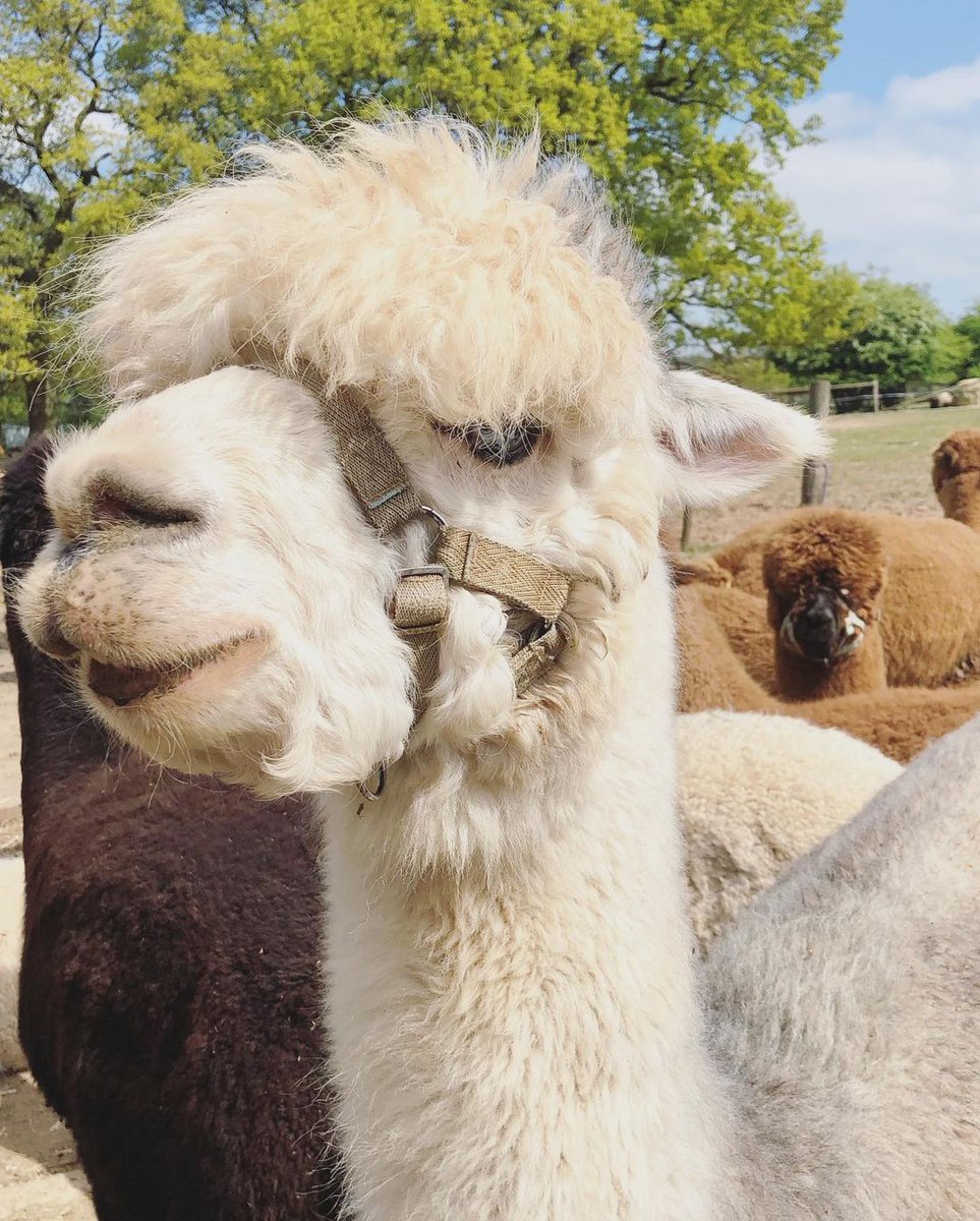 #RT <a href="/Buckt_UK/">Buckt 🎟️</a>: Llama or alpaca? 🦙

We're obsessed either way.

Shout out to @whiterabbitlu on Instagram for this furry close-up!

#AlpacaFarm #Buckt