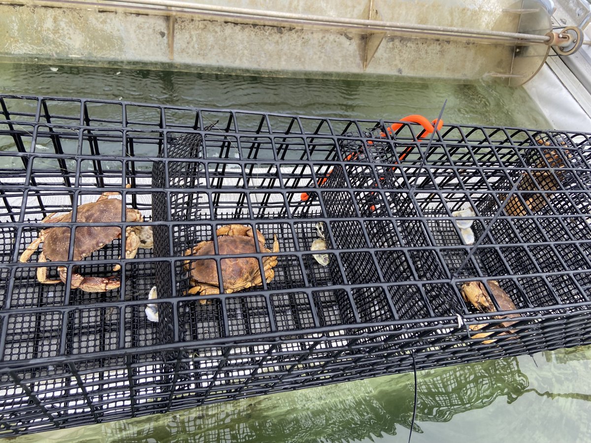 #JonahCrab is a quickly growing commercial species, with RI landings accounting for about 25% of the total US harvest. However, the influence of anthropogenic pollutants on Jonah crabs, especially #microplastics &amp; #microfibers, may present a threat to population productivity.