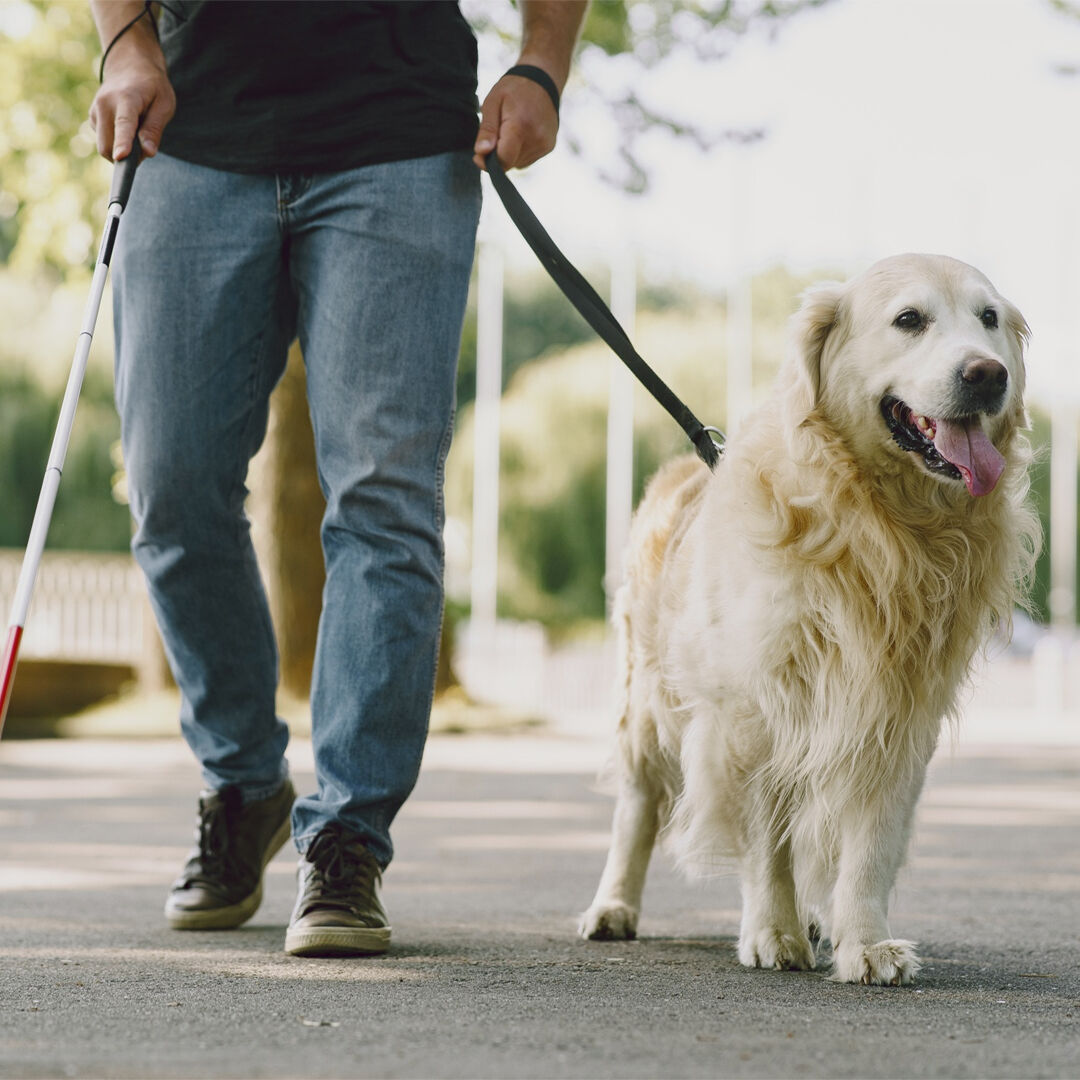 MyDogBase's tweet image. Service dogs are the best helpers whenever you need to walk to the market, park, or anywhere else. 🦮
They help people with disabilities get around easily, no matter the person or the disability.
#dogbase #dogpower #innovativeplatform #dogtraining #dogstrength