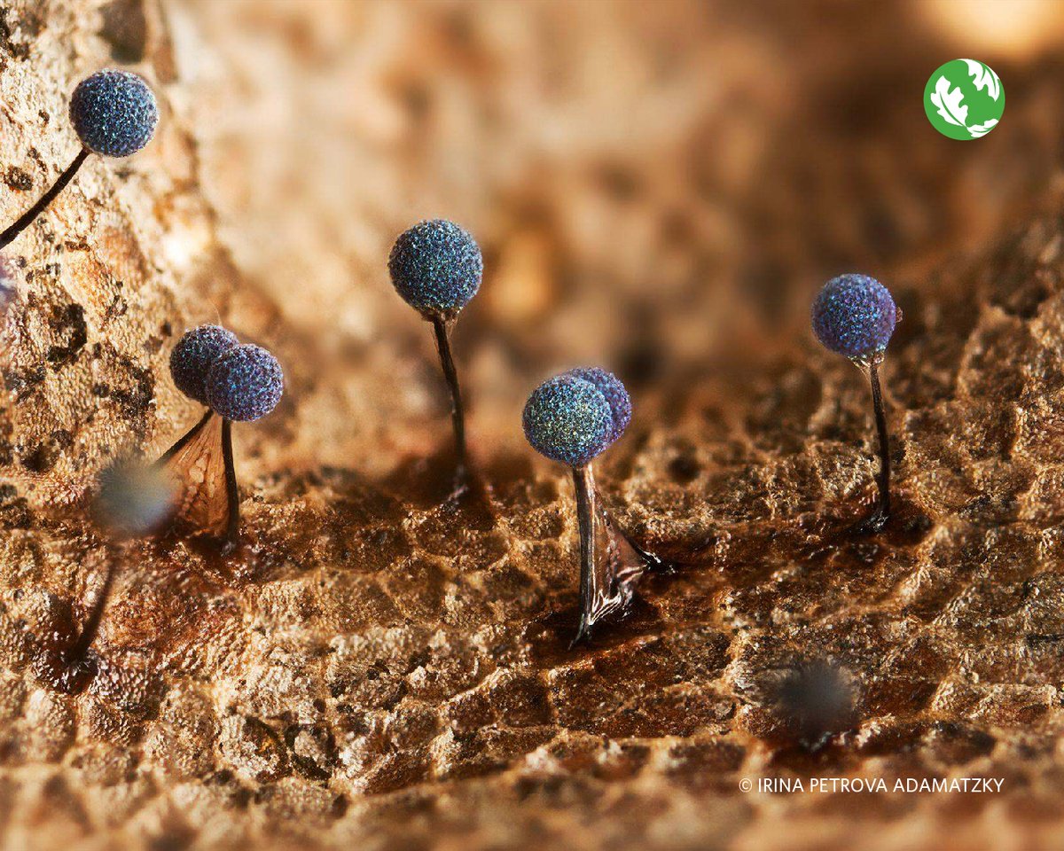 nature_org's tweet photo. Small but powerful, fungi keep our forests’ lifecycles in check. Which fun-guy is your favorite? 🍄 https://t.co/HDMN3WWEmn
