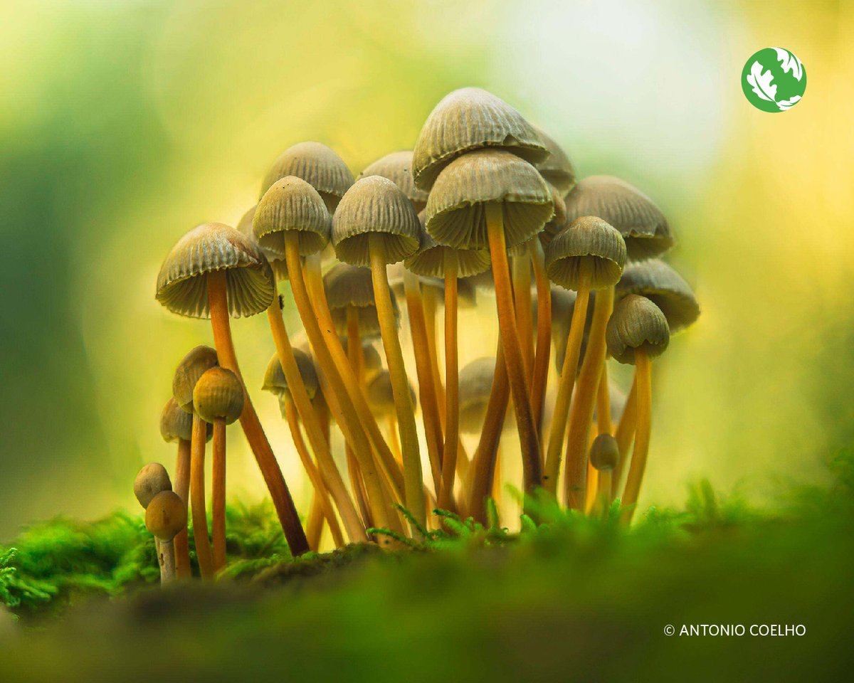 nature_org's tweet photo. Small but powerful, fungi keep our forests’ lifecycles in check. Which fun-guy is your favorite? 🍄 https://t.co/HDMN3WWEmn