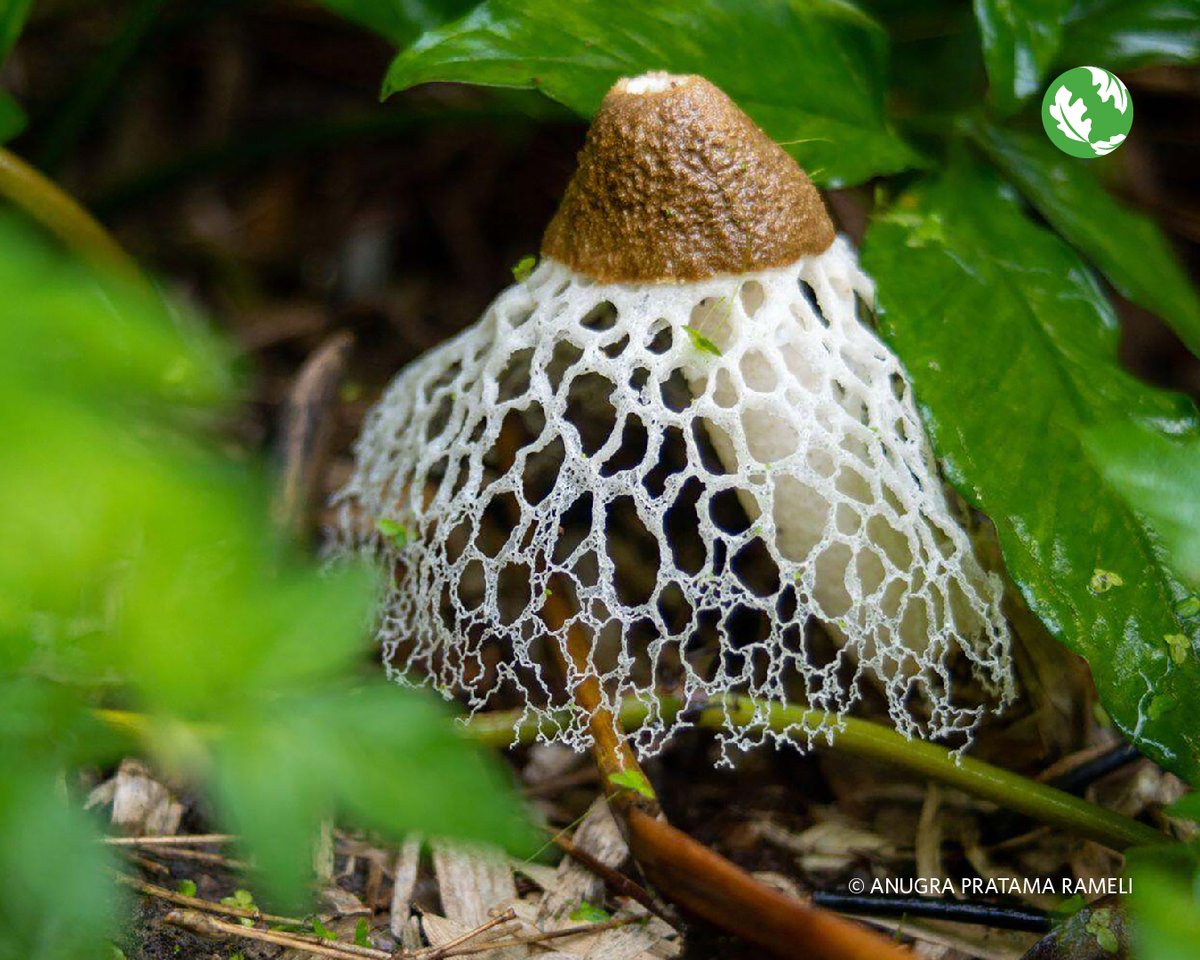nature_org's tweet photo. Small but powerful, fungi keep our forests’ lifecycles in check. Which fun-guy is your favorite? 🍄 https://t.co/HDMN3WWEmn