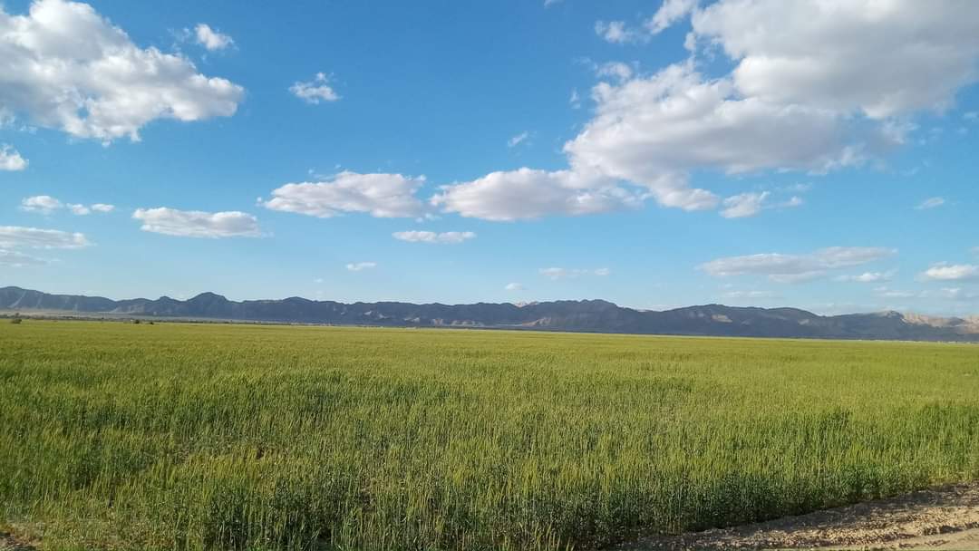 خشک آوہ
#Baghbana❤