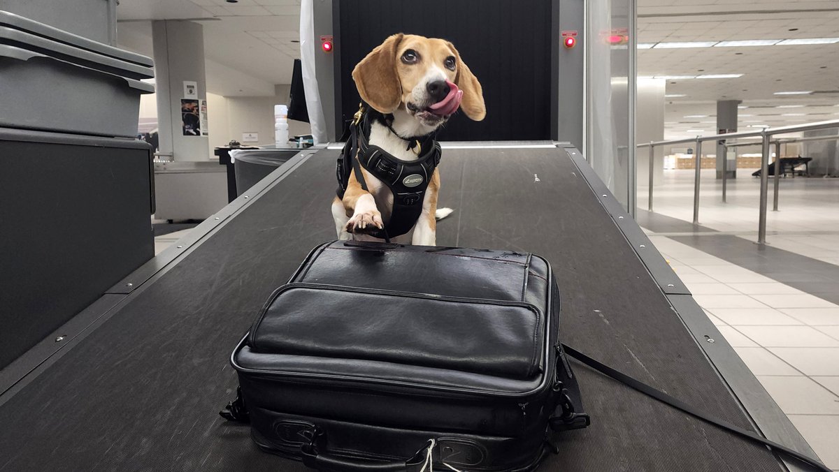 OFOEAC's tweet photo. For those that bring illicit meat and plant material into the US, you're in for a ruff day! Just ask our 4-legged Agriculture Specialist K9 "Sajay" at San Juan, Puerto Rico International Airport. He's always watching with his Beagle-eye! 🐶👁️

#WeeklyWoofs
#WorkingDogWednesday https://t.co/o5VNZZu4fQ