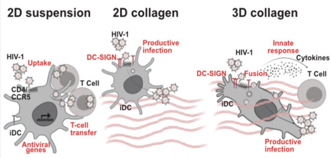 CIID_Heidelberg (@ciidheidelberg) on Twitter photo Choose your environment with care: New paper by Lara Gallucci (Fackler lab) <a href="/emboreports/">EMBO Reports</a> shows impact of 3D tissue environments on how immature dendritic cells react to HIV-1. Thanks to <a href="/KGoepfrich/">Kerstin Göpfrich</a> lab <a href="/ZmbhH/">ZMBH - Center for Molecular Biology Heidelberg</a> /MPIMR+ #SFB1129 for great collab! doi.org/10.15252/embr.… Choose your environment with care: New paper by Lara Gallucci (Fackler lab) <a href="/emboreports/">EMBO Reports</a> shows impact of 3D tissue environments on how immature dendritic cells react to HIV-1. Thanks to <a href="/KGoepfrich/">Kerstin Göpfrich</a> lab <a href="/ZmbhH/">ZMBH - Center for Molecular Biology Heidelberg</a> /MPIMR+ #SFB1129 for great collab! doi.org/10.15252/embr.…