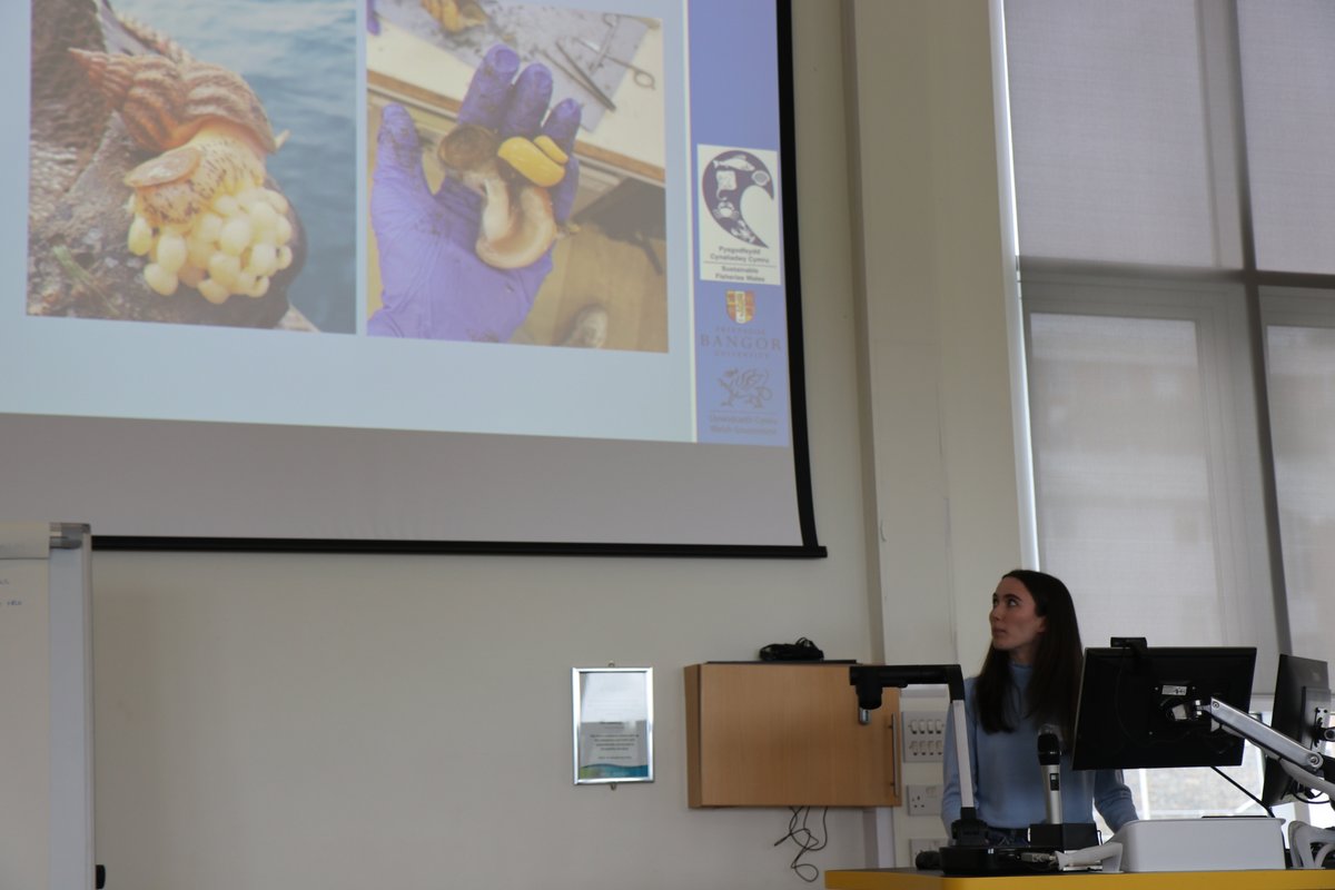 Our first talk of the Fisheries and Aquaculture session is 'Mark recapture derived density estimates of Buccinum undatum and the size selectivity of whelk pots in North Wales' by Emily Phillips.

#MBAPG23 #fisheries #aquaculture #NorthWales