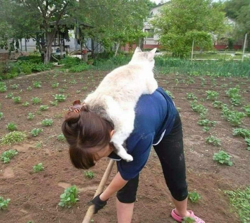CatWorkers's tweet photo. https://t.co/SCHgfIWrAQ