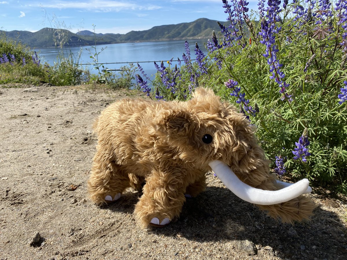 Enjoying the #superbloom at Diamond Valley Lake? @MaxMastodon is too! Remember to visit the museum after seeing the flowers, and check dvlmarina.com/about for trail fees and schedule. 🌸