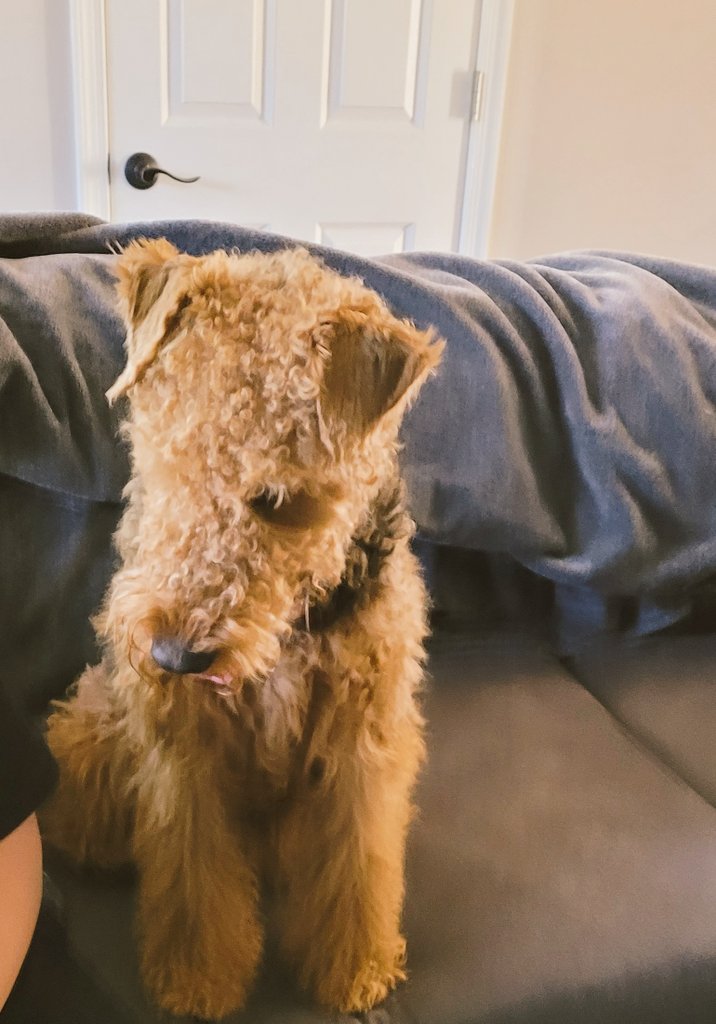 BuellerL's tweet photo. Frens Hoodad is doing #CPR class for us ๐ Hoodad volunteered Bueller who keeps trying to skip school, but I'm excited because I see dogs on the live Zoom call!!! ๐๐๐๐ Please consider learning pet CPR #dogsoftwitter #petCPR https://t.co/uatp74YheI