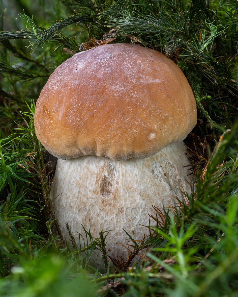 For the mid-week boletus tradition, let's have a look at this junior from a mossy land 🌱
🌍 Boletus edulis
🇬🇧 Cep / Penny bun
🇩🇪 Gemeiner Steinpilz
🇨🇿 Hřib smrkový
🇸🇰 Hríb smrekový
🇮🇹 Porcino
#boletusedulis #fungi #porcini
