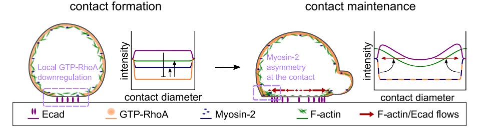 By testing different contractility conditions and modeling protein distribution as a function of flows and turnover, we showed centrifugal flows at the contact lead to the characteristic molecular organization of the contact, with E-cadherin and F-actin accumulating at the rim.