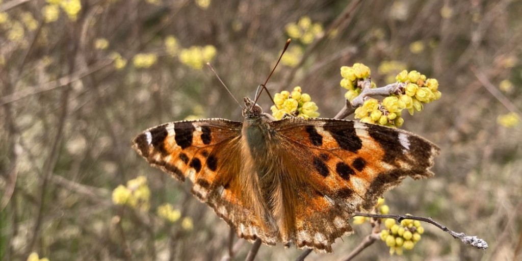 While most butterflies hibernate as a caterpillar or in a chrysalis, the first butterflies to make an appearance in spring hibernate as adults! This Compton Tortoiseshell butterfly emerges in April, along with species like the Mourning Cloak and the Eastern Comma.