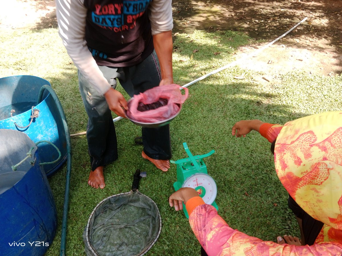 ajoarman_470's tweet photo. Kamis (06/04/23), M Arman S, Luhkan L U. Panen Bibit Lele tahap II Pokdakan Mina Berkah Sejahtera, Bp. Didin H, Ds. Jagang size 7-9 cm,50 kg dan 200gelas.Ukuran kolam 56 m2 x 2 kolam
Harga 30 rb/kg dan Rp. 15 rb/gelas.
#GiatLuhkanSatminkalBRPPUPP
#Panen
#luhlapor
#LamUt https://t.co/pRlKqfsHAN