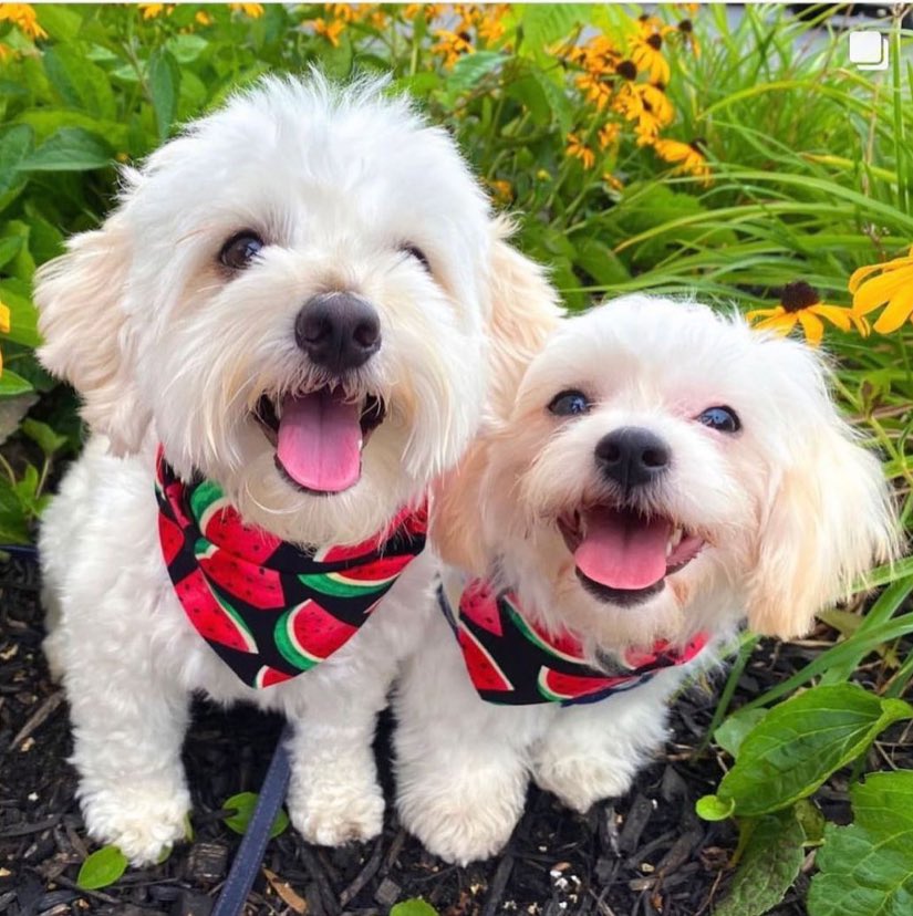 hammyandbrody's tweet photo. Flash back to when Pumpkin was littler than us! #dogsoftwitter #Dogsarefamily #hotelindigo #outeast #partydogs https://t.co/BM79OOaMlE
