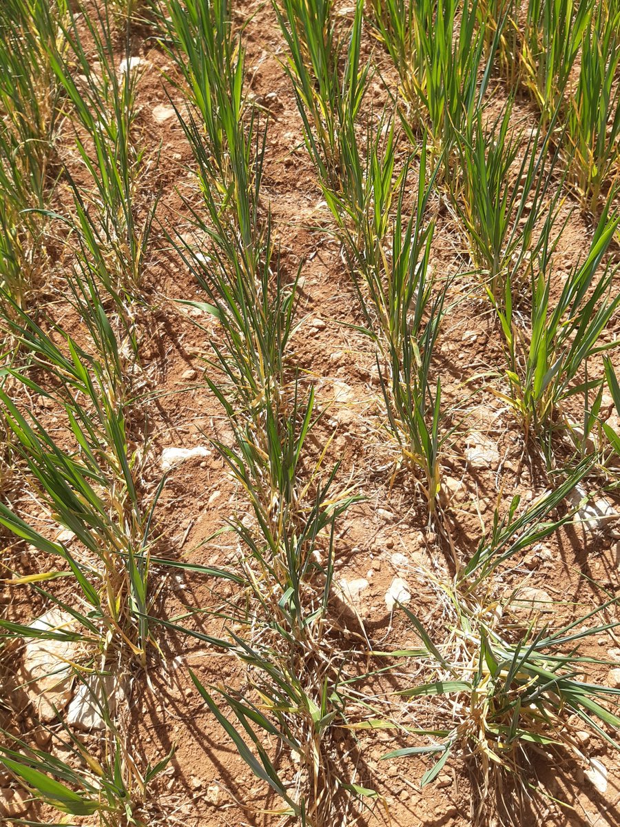 Creo que la mayoría de la gente no es consciente de la dimensión del problema de la sequía, no solo para agricultores y empleos directos e indirectos del sector, si no para todos los ciudadanos. 🤕😓😢