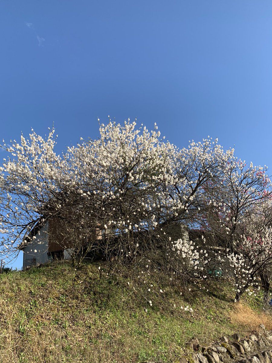 izzmizz2's tweet photo. 奥さんの実家です。
山の上の倉庫ですが満開でした。

ここに秘密基地を作りたいが許してくれるだろうか。
浪漫は理解されるだろうか。

#満開
#花の名前は知らない https://t.co/FITq3zjZvP